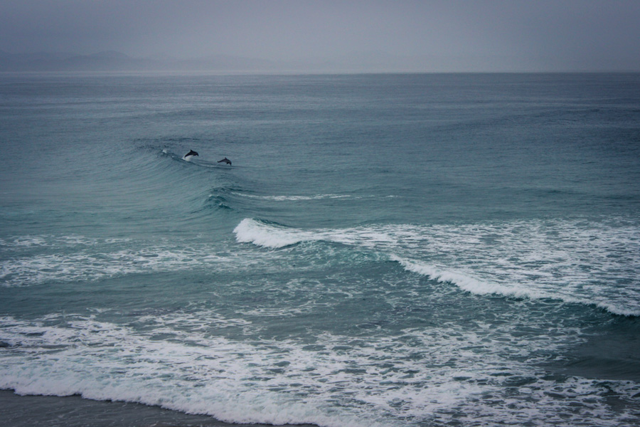 I delfini di Byron Bay